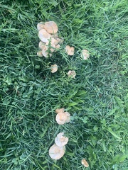 Marasmius oreades