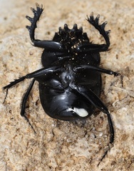 Scarabaeus sacer