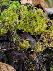 Nyholmiella obtusifolia