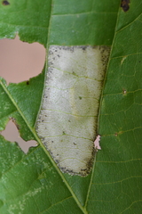 Phyllonorycter lucetiella