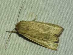 Leucania phragmitidicola