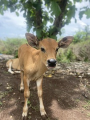Bos javanicus domesticus