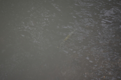 Zenarchopterus buffonis