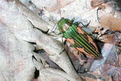 Buprestis mirabilis