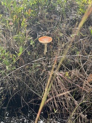 Amanita persicina