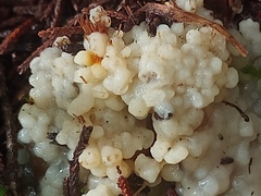 Naematelia encephala