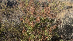 Chamaebatiaria millefolium