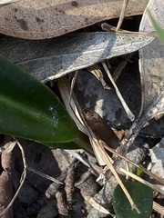 Cryptostylis subulata