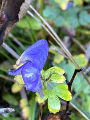 Aconitum uncinatum