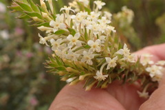 Struthiola hirsuta