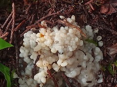 Naematelia encephala