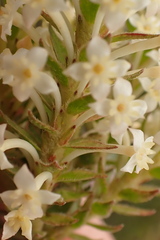 Struthiola hirsuta