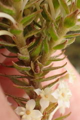Struthiola hirsuta