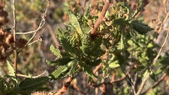 Chamaebatiaria millefolium