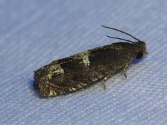 Eucosma