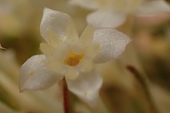 Struthiola hirsuta