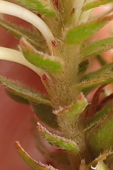 Struthiola hirsuta