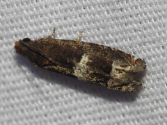 Eucosma