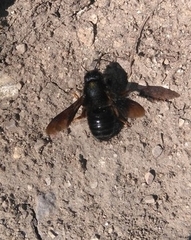 Megachile parietina