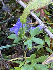 Aconitum uncinatum