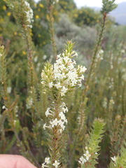 Struthiola hirsuta