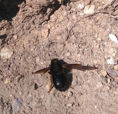 Megachile parietina