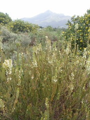 Struthiola hirsuta