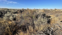 Chamaebatiaria millefolium