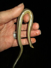 Regina septemvittata