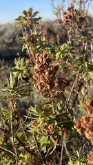 Chamaebatiaria millefolium