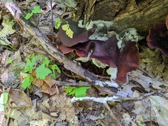 Hypomyces rosellus