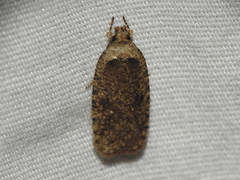 Agonopterix