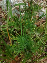 Matricaria chamomilla