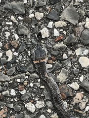 Diadophis punctatus