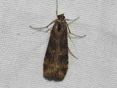 Nomophila nearctica