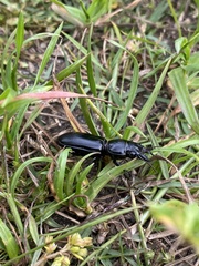 Pachyodontus languidus