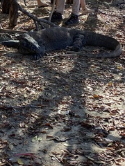 Varanus komodoensis