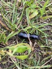 Pachyodontus languidus