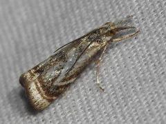 Microcrambus elegans