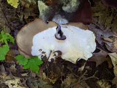 Hypomyces rosellus