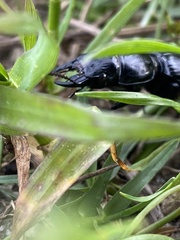 Pachyodontus languidus