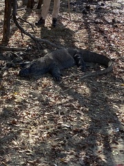 Varanus komodoensis