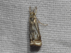 Microcrambus elegans