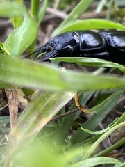 Pachyodontus languidus