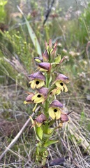 Disa cornuta