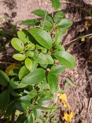Forestiera ligustrina