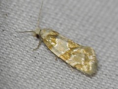 Aethes argentilimitana