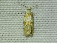 Aethes argentilimitana