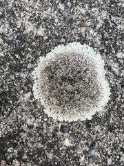 Protoparmeliopsis muralis