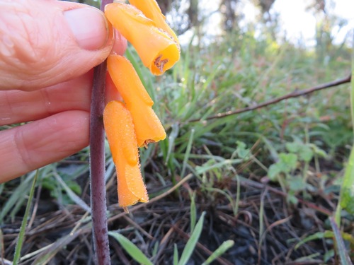 Lachenalia flava